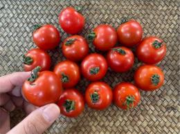 Bijin Tomato 中玉 30g-35g 500g